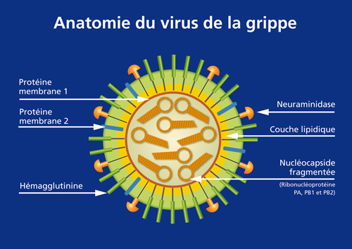 GEIG - La Grippe - Le virus